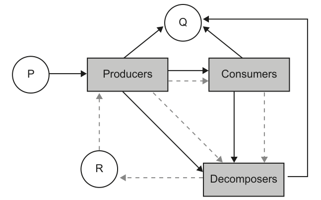 Diagram showing the flow of energy and matter between producers, consumers, and decomposers, with labels P, Q, and R indicating specific points in the flow. A key differentiates between energy and matter flow.