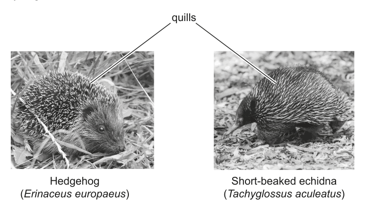 Two images side-by-side, one of a hedgehog and one of a short-beaked echidna, with lines pointing to 'quills' on both animals.