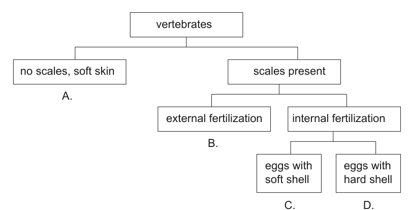 A dichotomous key showing features of vertebrates, leading to options A, B, C, and D.