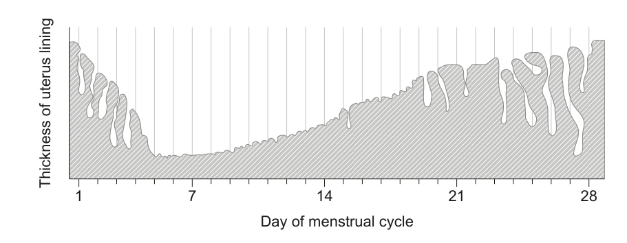 A line graph showing the thickness of the uterus lining over a 28-day menstrual cycle. The y-axis is 'Thickness of uterus lining' and the x-axis is 'Day of menstrual cycle', with labels at 1, 7, 14, 21, and 28. The lining thickness fluctuates, decreasing at the beginning, then increasing, and then decreasing again towards the end.