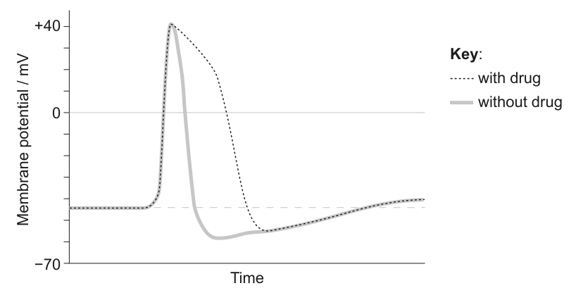 A line graph illustrating the change in membrane potential (mV) over time, comparing a 'with drug' condition (dotted line) and a 'without drug' condition (solid line). The graph shows an action potential, with the 'with drug' trace having a prolonged repolarization phase.