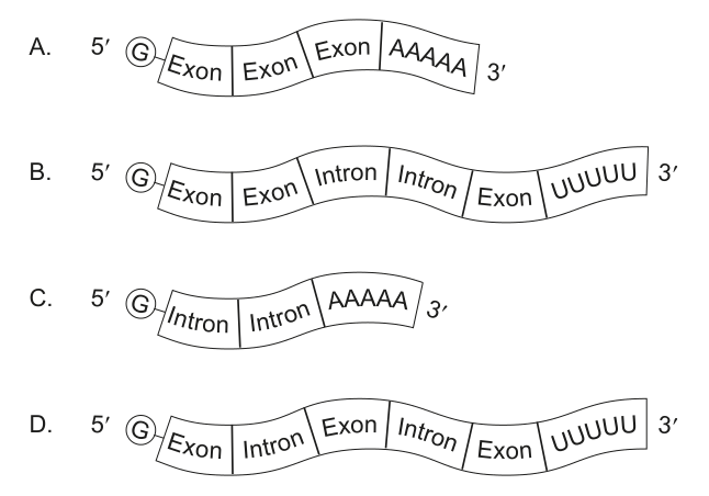 Four diagrams (A-D) illustrating different mRNA structures with exons, introns, and poly-A/U tails.