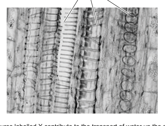 Micrograph showing xylem vessels in longitudinal section, with label X pointing to the vessels.