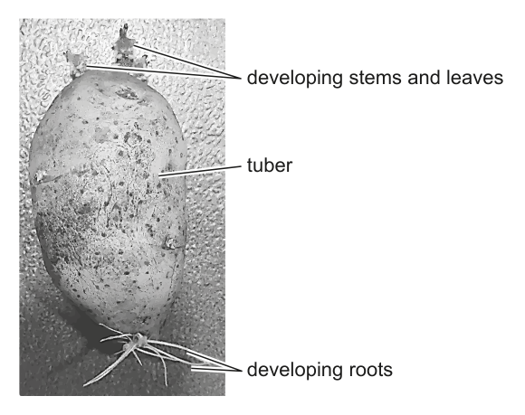 A potato plant (Solanum tuberosum) at the beginning of the growing season, showing developing stems and leaves, tuber, and developing roots.