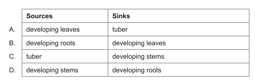 Table presenting four options (A-D) for sources and sinks in a potato plant.