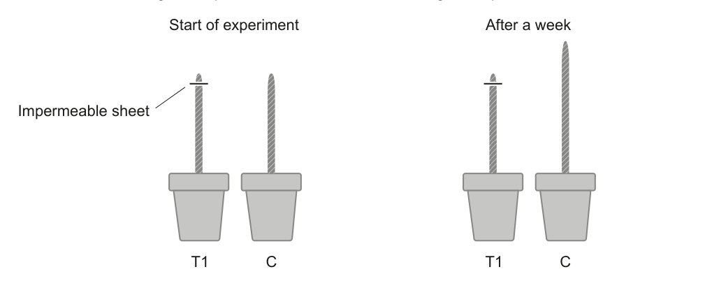 The diagram shows two sets of potted plants, one at the 'Start of experiment' and another 'After a week'. Each set has two plants labeled 'T1' and 'C'. Plant T1 at the start has an 'Impermeable sheet' covering its tip. After a week, plant T1 shows no growth, while plant C shows significant growth.