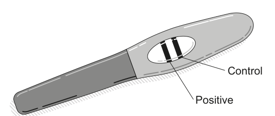 Diagram of a pregnancy test strip with two lines indicating a positive result, labeled 'Control' and 'Positive'.