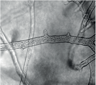 Embedded figure page 3