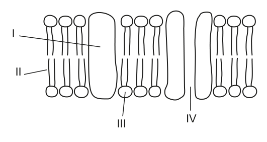 Diagram showing the fluid mosaic model of cell membranes with four labelled regions (I, II, III, IV) to identify hydrophilic parts.