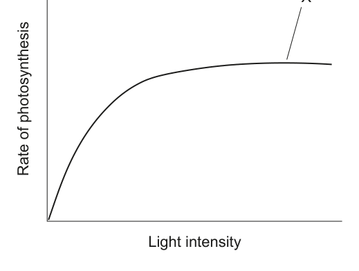 A line graph showing the rate of photosynthesis on the y-axis and light intensity on the x-axis. The curve rises initially and then plateaus. Point X is marked on the plateau region of the curve.