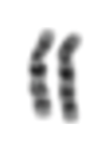 Image showing a pair of homologous chromosomes from a human cell, relevant to question 12.