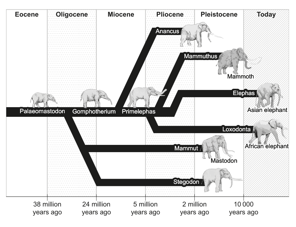 An evolutionary chart showing different species of elephants and their ancestors across geological epochs, with time indicated at the bottom.