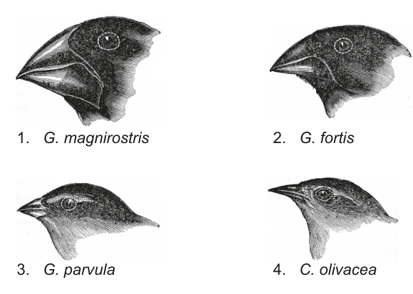 Four diagrams of finch beaks, each labeled with a species name (G. magnirostris, G. fortis, G. parvula, C. olivacea), illustrating differences in beak morphology.