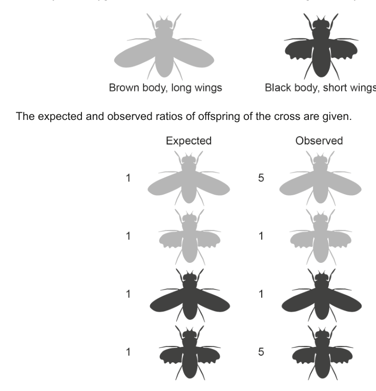 Diagram showing two fruit fly phenotypes (brown body, long wings and black body, short wings) and a table comparing expected and observed ratios of offspring from a dihybrid cross, represented by fruit fly illustrations.