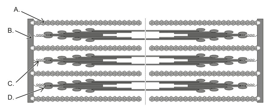 Diagram of a contracted sarcomere with parts labeled A, B, C, and D, illustrating the structure of muscle contraction.