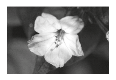 Photo of a flower, likely Mirabilis jalapa, as described in Question 31.