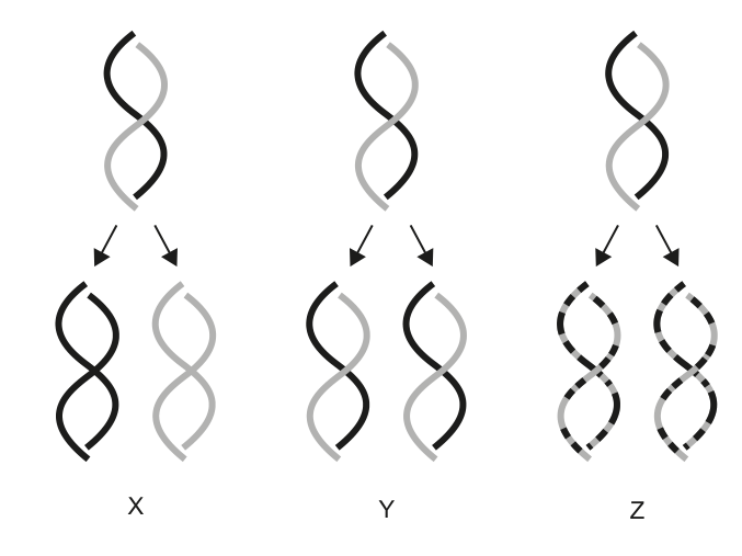 Three diagrams (X, Y, Z) illustrating different outcomes of DNA replication, with parental strands shown in black and grey, and new strands in black, grey, or dashed lines.