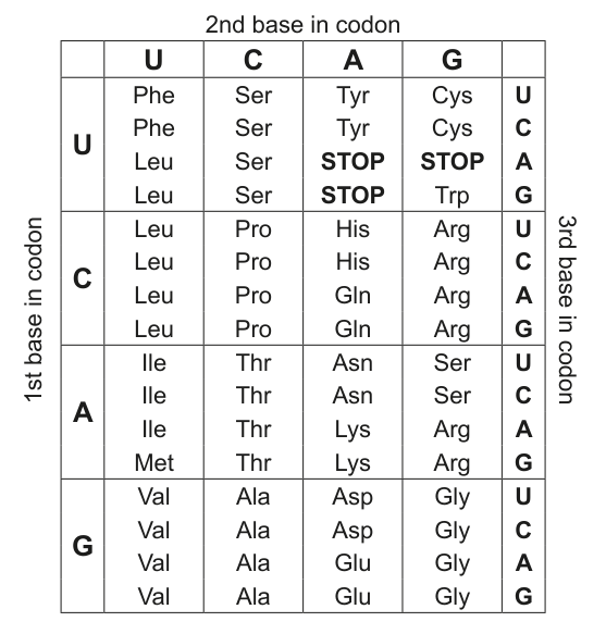 Genetic code table showing codons and corresponding amino acids.