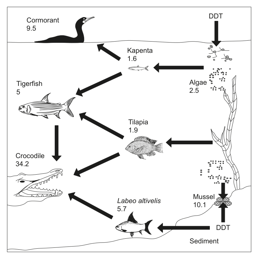 Diagram illustrating an aquatic food web in Lake Kariba, Africa, with various organisms (Cormorant, Kapenta, Algae, Tigerfish, Tilapia, Labeo altivelis, Mussel, Crocodile) and their respective DDT levels in ppm, along with arrows indicating energy flow and DDT input from sediment.