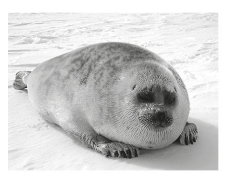 A photograph of a ringed seal (Pusa hispida) lying on ice or snow. The seal is facing slightly to the right, with its body mostly visible.