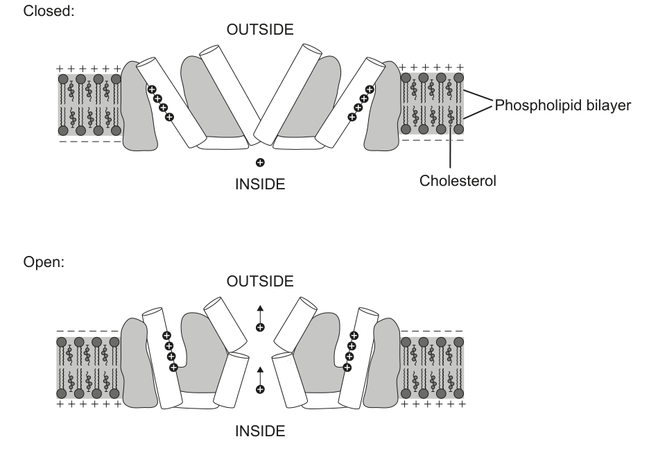 The diagram illustrates a voltage-gated potassium channel embedded in a phospholipid bilayer, showing its configuration when closed and when open, with labels for 'OUTSIDE', 'INSIDE', 'Phospholipid bilayer', and 'Cholesterol'.
