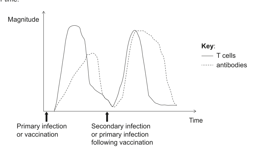 Graph showing the magnitude of the immune response (T cells and antibodies) after primary infection/vaccination and secondary infection/primary infection following vaccination.