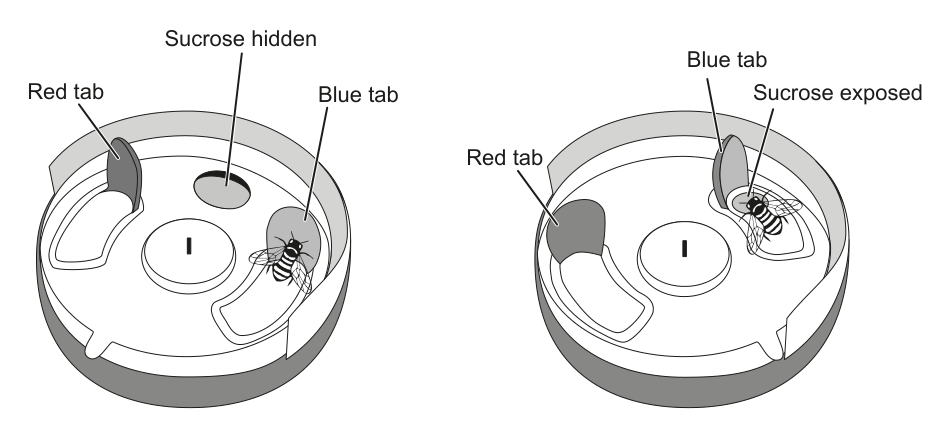 This diagram illustrates the experimental setup for bumblebee learning, showing a puzzle box with a red tab and a blue tab. The left image shows 'Sucrose hidden' with a bumblebee near the blue tab, while the right image shows 'Sucrose exposed' with a bumblebee near the blue tab, indicating the mechanism of accessing the reward.