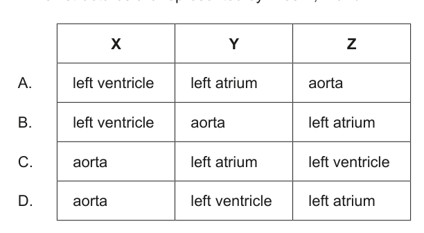 Table with four rows (A-D) and three columns (X, Y, Z) providing different combinations of anatomical structures (left ventricle, left atrium, aorta) for lines X, Y, and Z from the cardiac cycle graph.