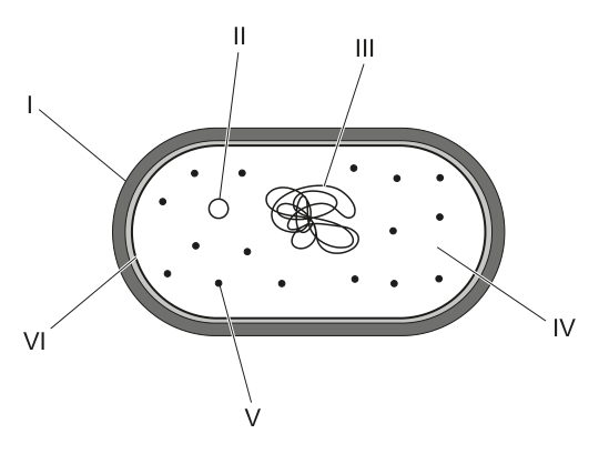 Diagram of a prokaryotic cell with labeled structures I-VI, used as a stimulus for Question 2.