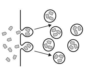 Diagram illustrating a membrane transport process, for question 4.