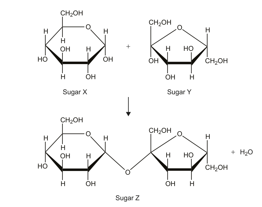 Diagram showing two monosaccharides, Sugar X and Sugar Y, reacting to form a disaccharide, Sugar Z, with the release of water. The chemical structures of the sugars are depicted.