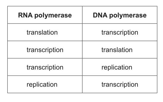 Table with two columns, 'RNA polymerase' and 'DNA polymerase', and four rows (A-D) listing different biological processes like translation, transcription, and replication.