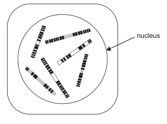 Diagram showing chromosomes within a nucleus, with an arrow pointing to the nucleus. This is the stimulus for question 13.
