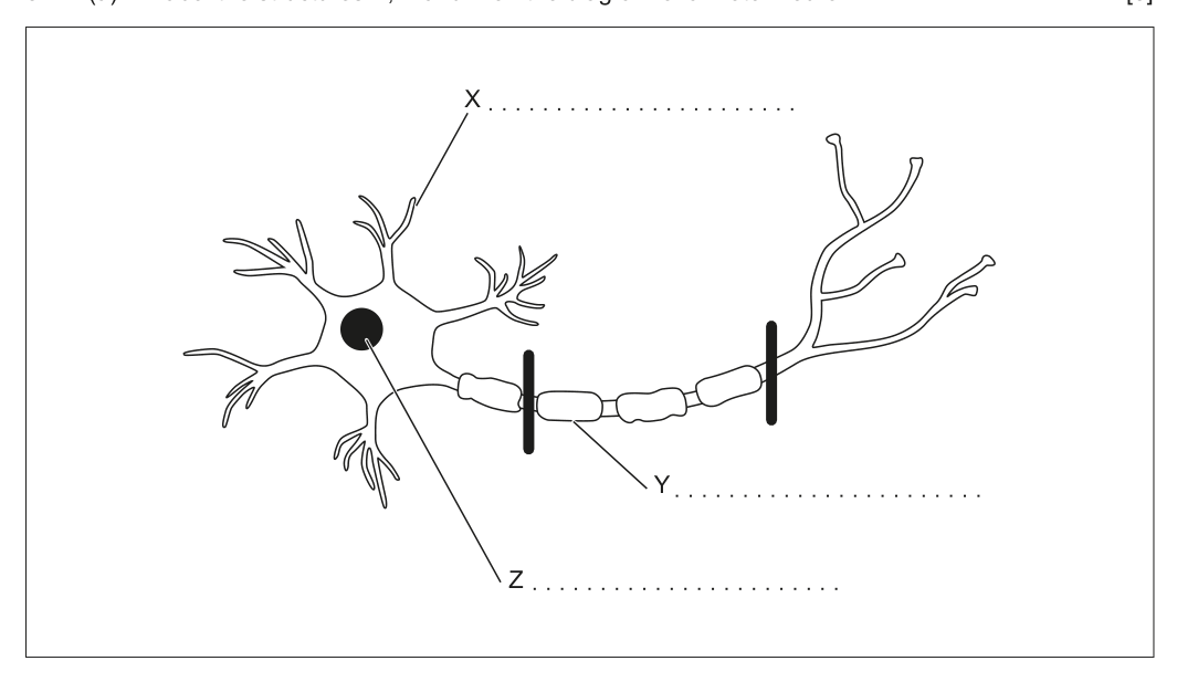 Diagram of a motor neuron with parts X, Y, Z indicated for labeling.