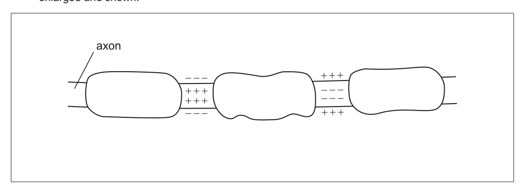 Enlarged section of an axon showing charge distribution for resting potential and depolarized parts, to be labeled R and D.