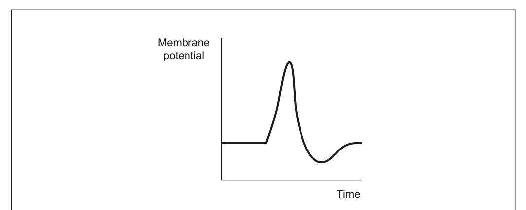 Graph showing membrane potential on the y-axis and time on the x-axis, with a trace illustrating an action potential.