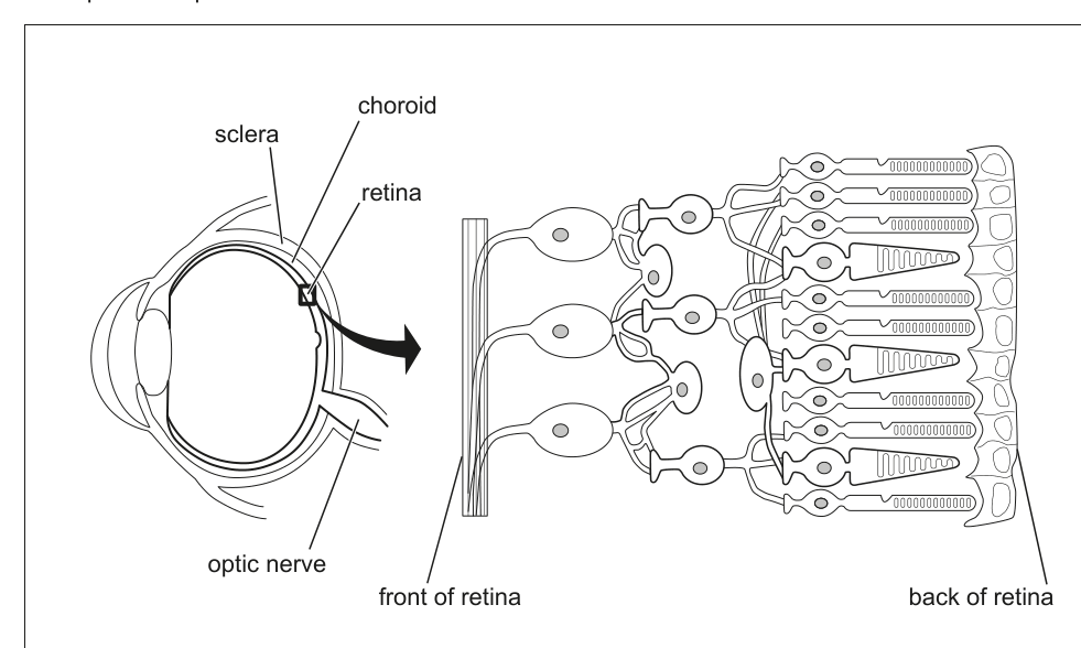 Diagram showing a cross-section of the eye with labels for sclera, choroid, retina, and optic nerve, and an enlarged view of the retina showing different cell layers including photoreceptors (rods and cones) and ganglion cells.