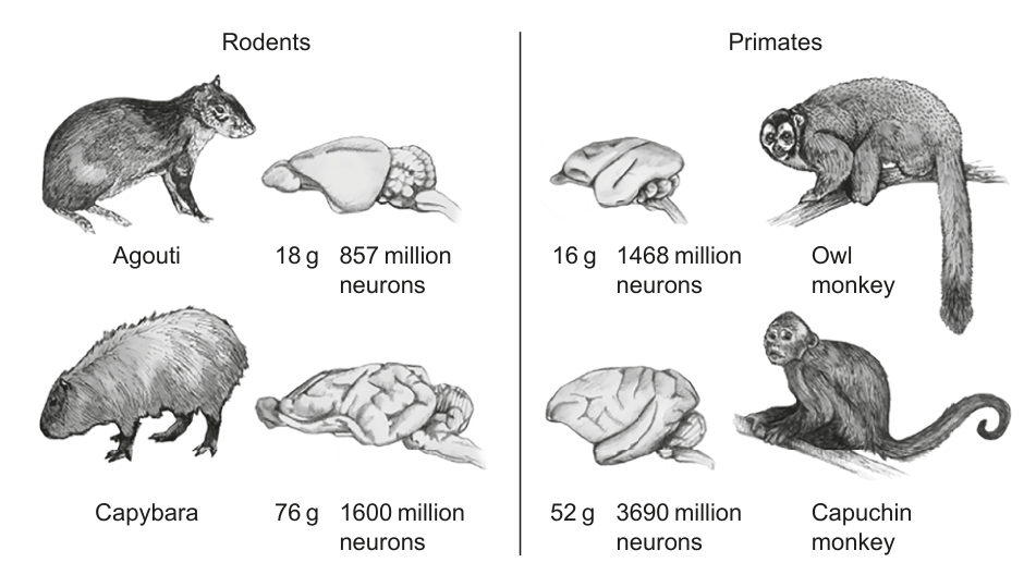 The diagram presents four animals: Agouti, Capybara, Owl monkey, and Capuchin monkey. For each animal, there is an illustration of the animal itself and a separate illustration of its brain. Alongside each brain, the brain mass in grams and the number of neurons in millions are provided. The animals are categorized into 'Rodents' (Agouti and Capybara) and 'Primates' (Owl monkey and Capuchin monkey).