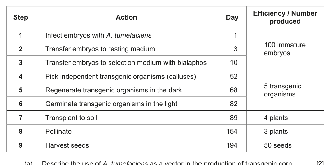 Table detailing the process of creating transgenic corn, including steps, days, and number of organisms produced at various stages.