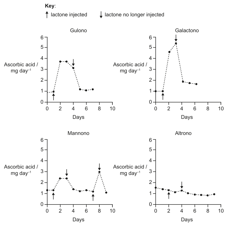 Four line graphs (Gulono, Galactono, Mannono, Altrono) showing ascorbic acid / mg day-1 on the y-axis and Days on the x-axis, with arrows indicating when lactone was injected and when it was no longer injected.