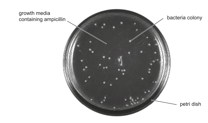 A photo of a Petri dish containing bacterial colonies, with labels pointing to 'growth media containing ampicillin', 'bacteria colony', and 'petri dish'. This image illustrates the results of a microbiology experiment described in Question 2.