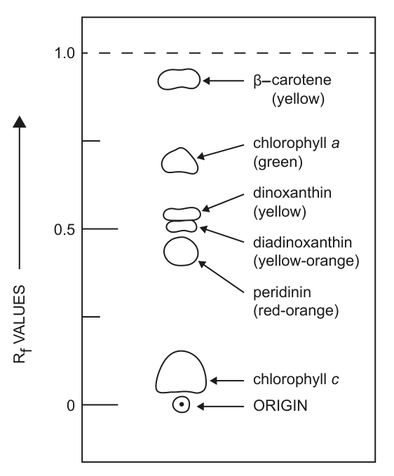 Diagram showing the results of a thin layer chromatography experiment, with different pigment fractions (beta-carotene, chlorophyll a, dinoxanthin, diadinoxanthin, peridinin, chlorophyll c) separated based on their Rf values.