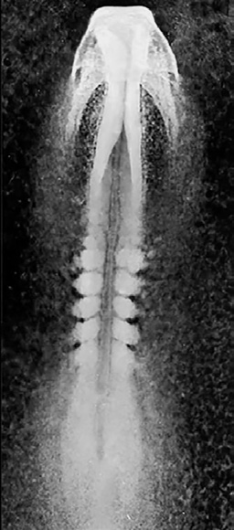 Embedded figure page 9