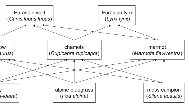 Diagram showing a simplified food web of the Eurasian wolf, including various animals and plants and their feeding relationships.